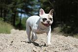 BOULEDOGUE FRANCAIS 061